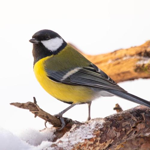 Синичка - птичка невеличка