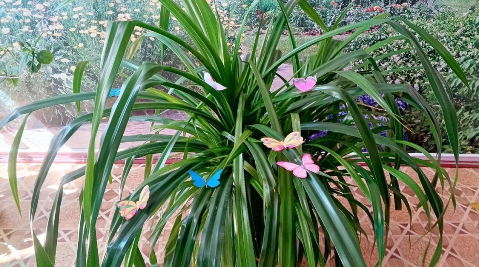 Бабочки – порхающие цветы