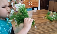 Ромашковое настроение