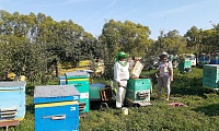 Пчеловодство – дело тонкое