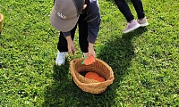 Яблочные потешки